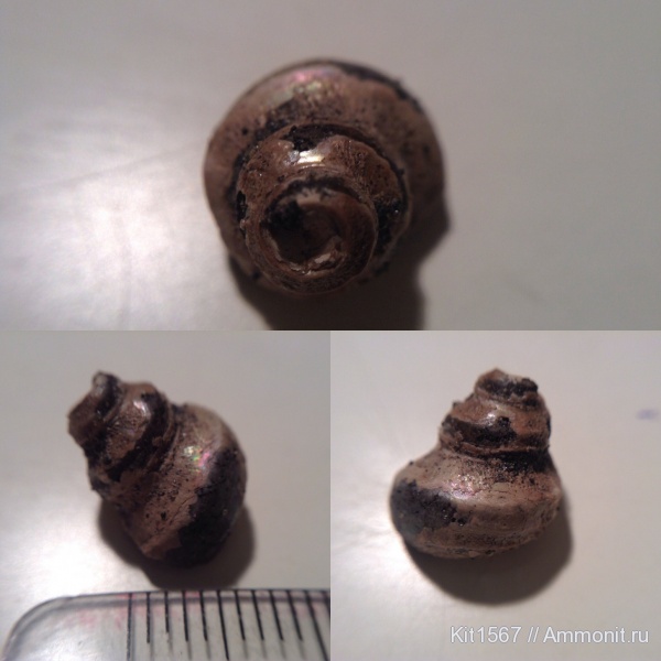 юра, Фили, Eucyclus, Jurassic