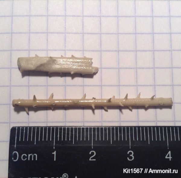 морские ежи, юра, Фили, Jurassic