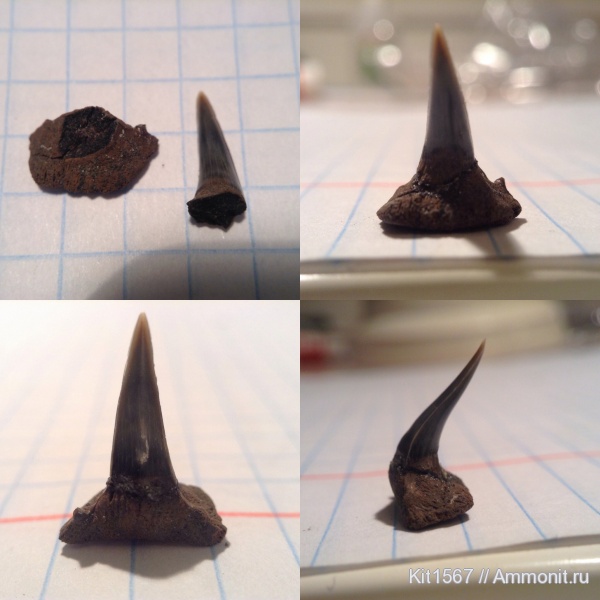 юра, Фили, Sphenodus, зубы акул, Jurassic, shark teeth