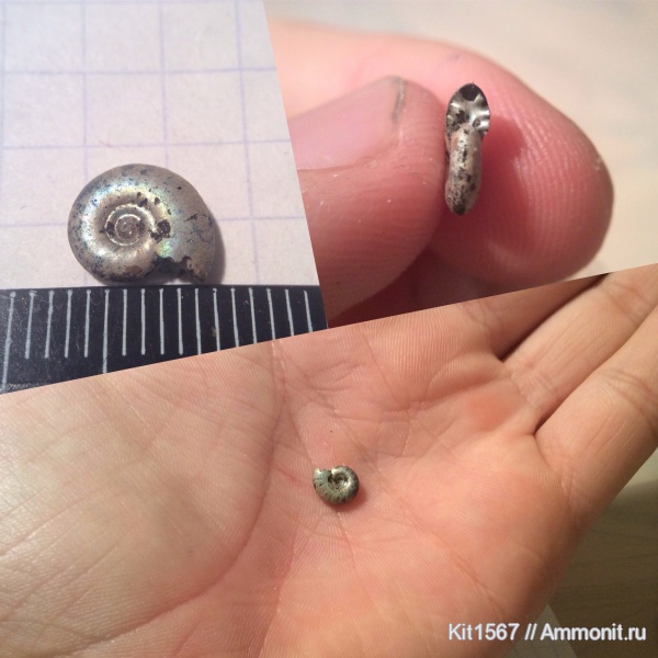 аммониты, юра, Фили, Ammonites, Jurassic