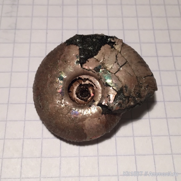 аммониты, юра, Фили, Craspedites, Ammonites, Jurassic