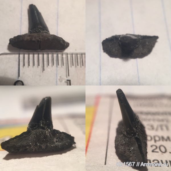 юра, Фили, рыбы, Sphenodus, Jurassic, fish