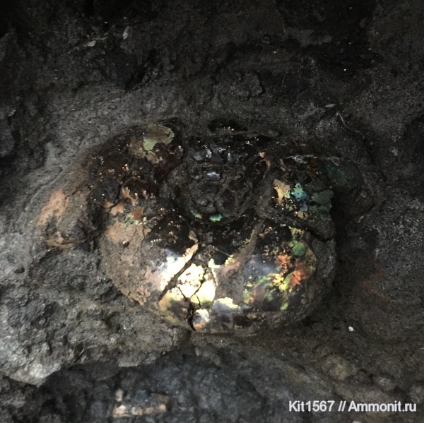 юра, Фили, Craspedites, Jurassic