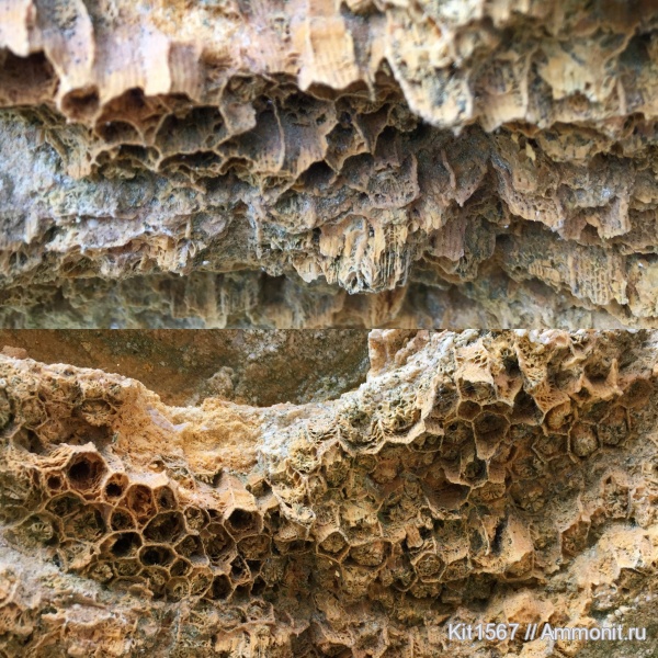 карбон, Petalaxis stylaxis, Petalaxis