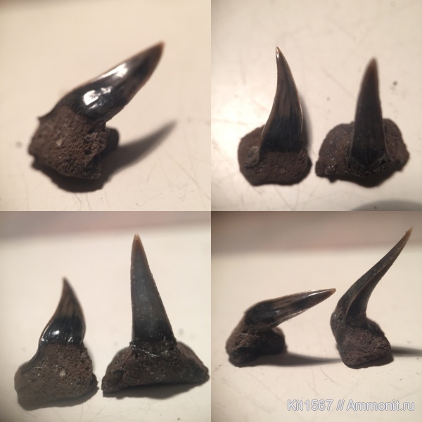 юра, Фили, Sphenodus, зона Epivirgatites nikitini, Jurassic