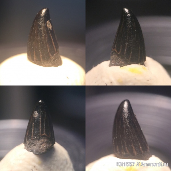 юра, Фили, ихтиозавры, Jurassic