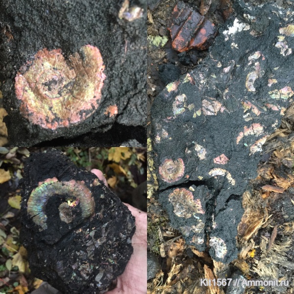 аммониты, юра, Фили, волжский ярус, зона Epivirgatites nikitini, Ammonites, Volgian, Jurassic