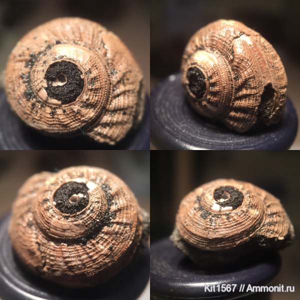 гастроподы, юра, Фили, Pleurotomaria, Pleurotomaria rouillieri, Jurassic