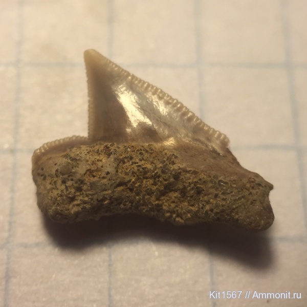 рыбы, Squalicorax, сеноман, Варавино, Cenomanian, fish