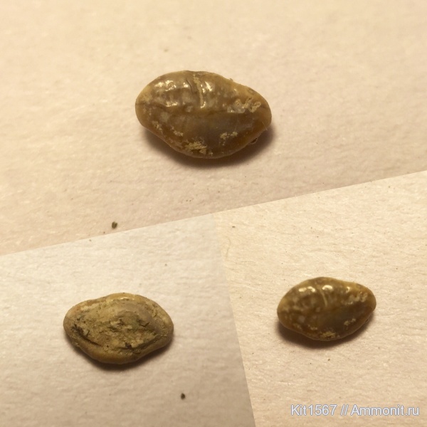 рыбы, скаты, сеноман, Варавино, Turoniabatis, rhinobatiformes, Cenomanian, fish