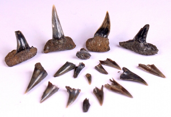 Фили, волжский ярус, Sphenodus, зона Epivirgatites nikitini