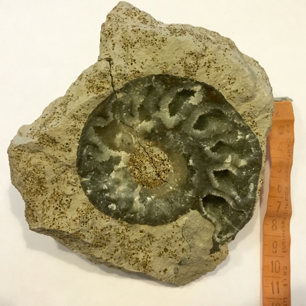 аммониты, юра, Пески, келловей