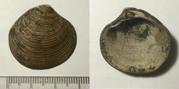 юра, Фили, двустворки, волжский ярус, Astarte, Astarte veneris