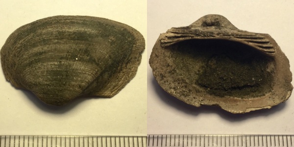 юра, Фили, волжский ярус, двустворчатые моллюски, Grammatodon