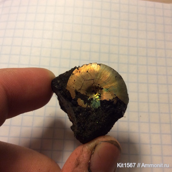 Фили, волжский ярус, Garniericeras, зона Craspedites subditus