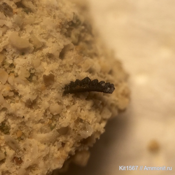 карбон, Гжель, рыбы, Protacrodus