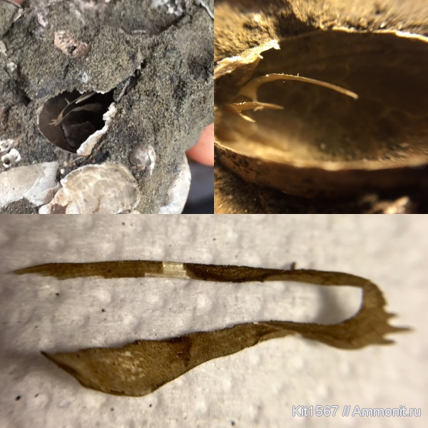 брахиоподы, Фили, волжский ярус, Russiella, ручной аппарат