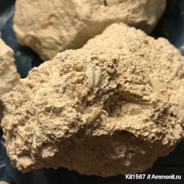 трилобиты, карбон, Пески, пигидий