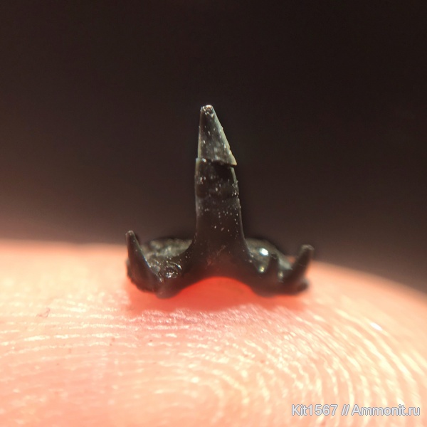 карбон, Пески, рыбы, Glikmanius, московский ярус