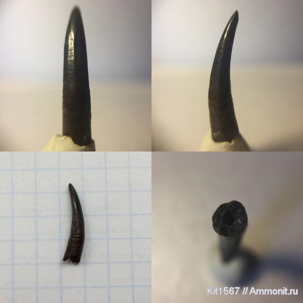 Фили, зубы, зона Epivirgatites nikitini