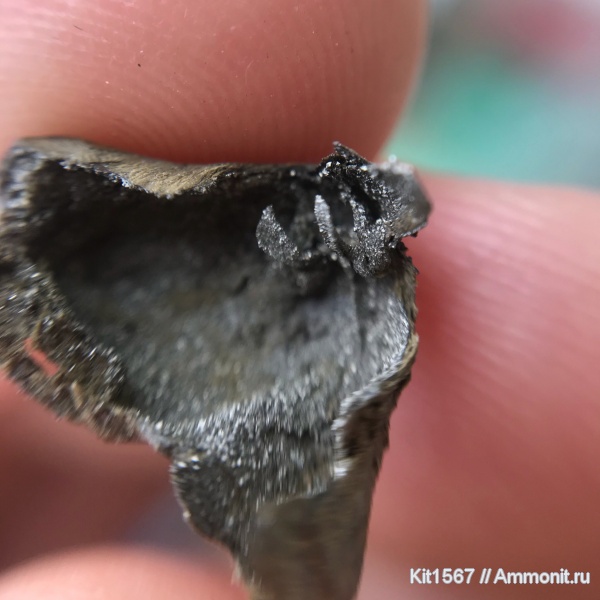 Rhynchonella loxiae, Craspedites subditus, ручной аппарат