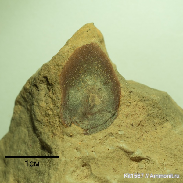 рыбы, чешуя, Rhizodontidae, кистеперые, Rhizodopsis