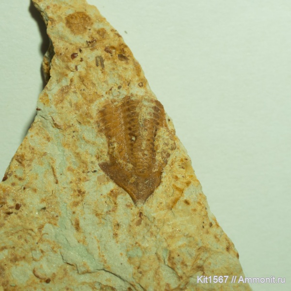 трилобиты, пигидий, Заборье