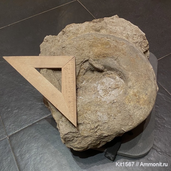 аммониты, Пески, Quenstedtoceras