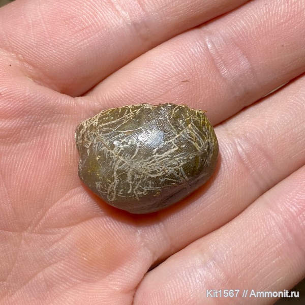 карбон, рыбы, Psephodus, Заборье