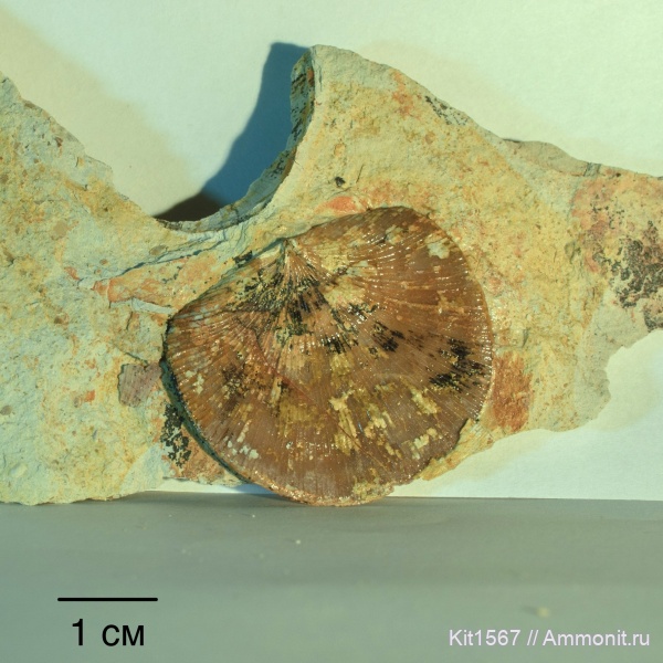 брахиоподы, карбон, Заборье