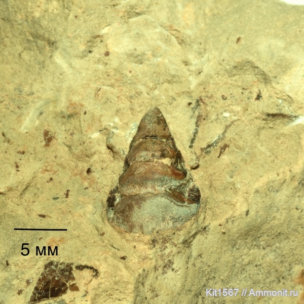 карбон, Petalorhynchus, Заборье, зубная серия