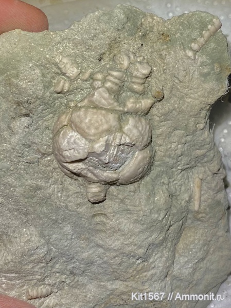 морские лилии, Пески, Dicromyocrinus