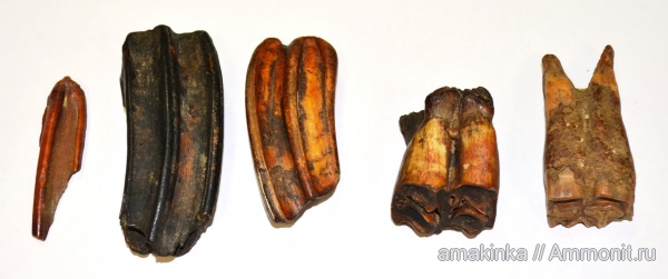 млекопитающие