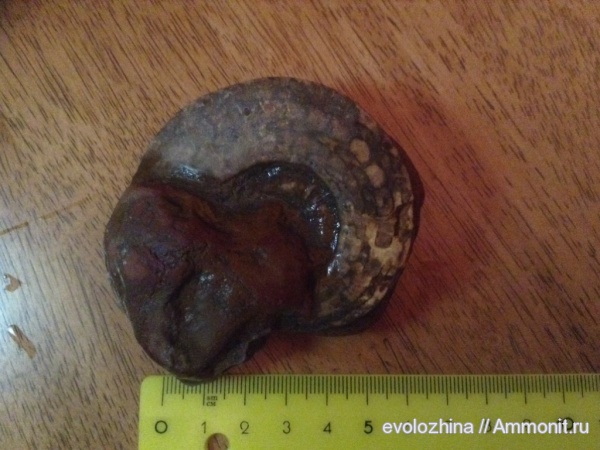 Находки на Шаморе