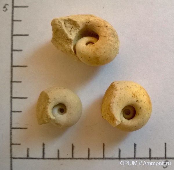 гастроподы, моллюски, Шацк, Ямбирнский карьер