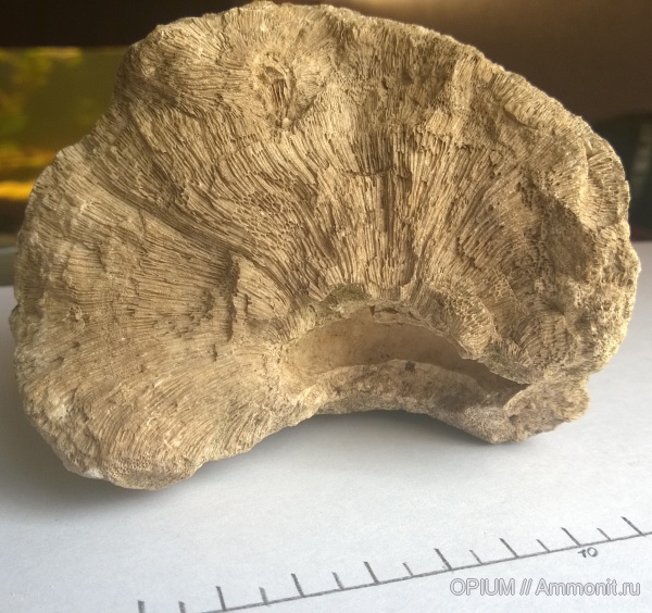 кораллы, губки, Chaetetes, Шацк, Ямбирнский карьер