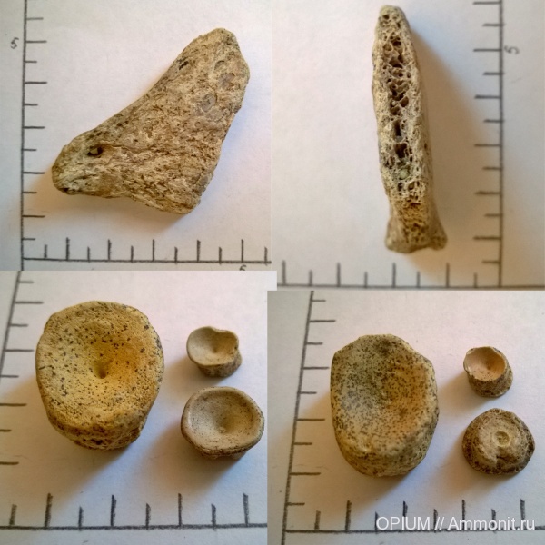 позвонки, Шацк, Малый Пролом