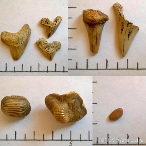 рыбы, зубы, акулы, Шацк, Малый Пролом, fish, teeth, sharks