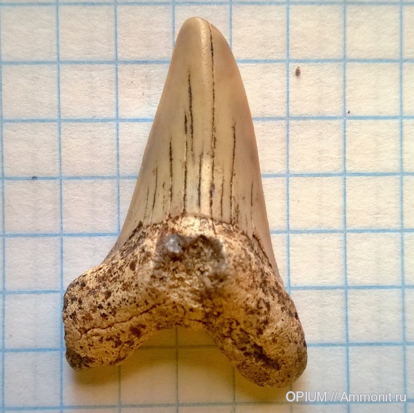 зубы, акулы, Пролом, Шацк, teeth, sharks