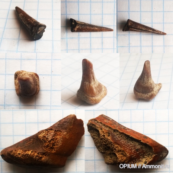 кости, Пролом, Шацк