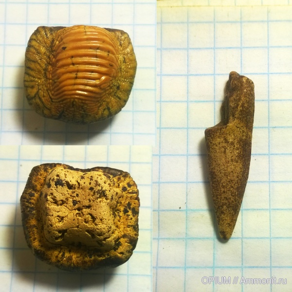 мел, рыбы, зубы, акулы, Ptychodus, Пролом, Шацк, Cretaceous, fish, teeth, sharks