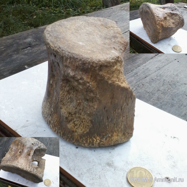 мел, плиозавры, позвонки, Пролом, Шацк, Cretaceous