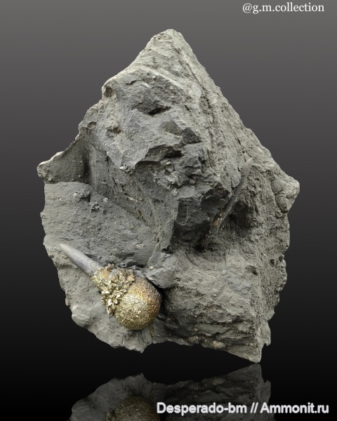 Аммонит Северный Кавказ