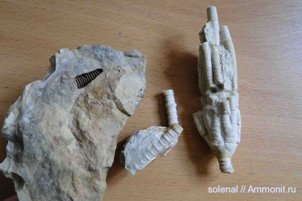 криноидеи, Pegocrinus