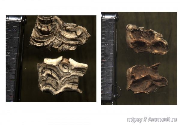 плейстоцен