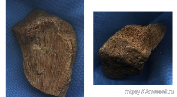 губки, Chaetetes