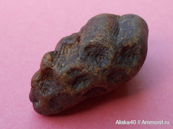 шестилучевые кораллы