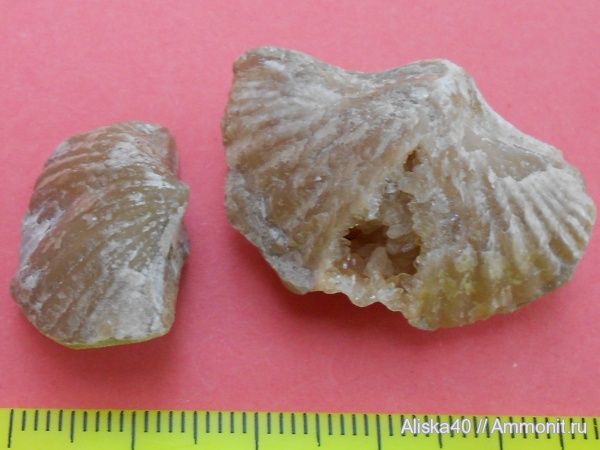 брахиоподы, карбон, палеозой, беспозвоночные, Angiospirifer