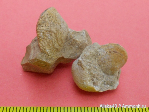 брахиоподы, карбон, палеозой, беспозвоночные