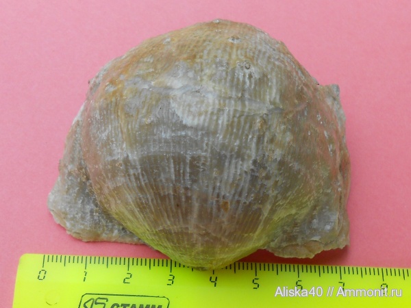 брахиоподы, Gigantoproductus, brachiopoda, Productida